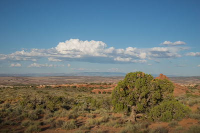 Scenic view of field against sky