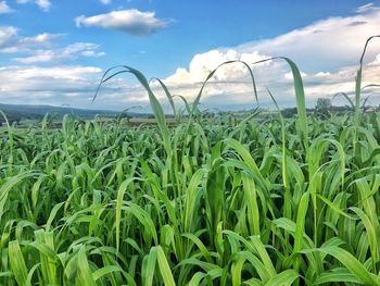 Crops growing on field against sky