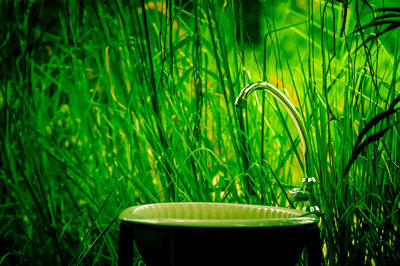 Close-up of fresh green grass