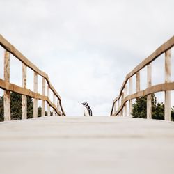 View of penguin on footbridge against sky