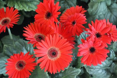 Close-up of red flowering plants