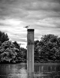 Bird perching on wooden post in lake against sky
