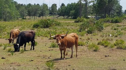 Cows grazing on field against trees