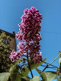 Low angle view of pink flowering plant against clear sky