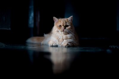 Portrait of cat relaxing on tiled floor at home