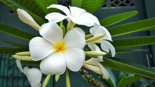 Close-up of white flower