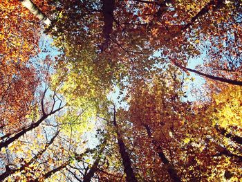 Low angle view of tree