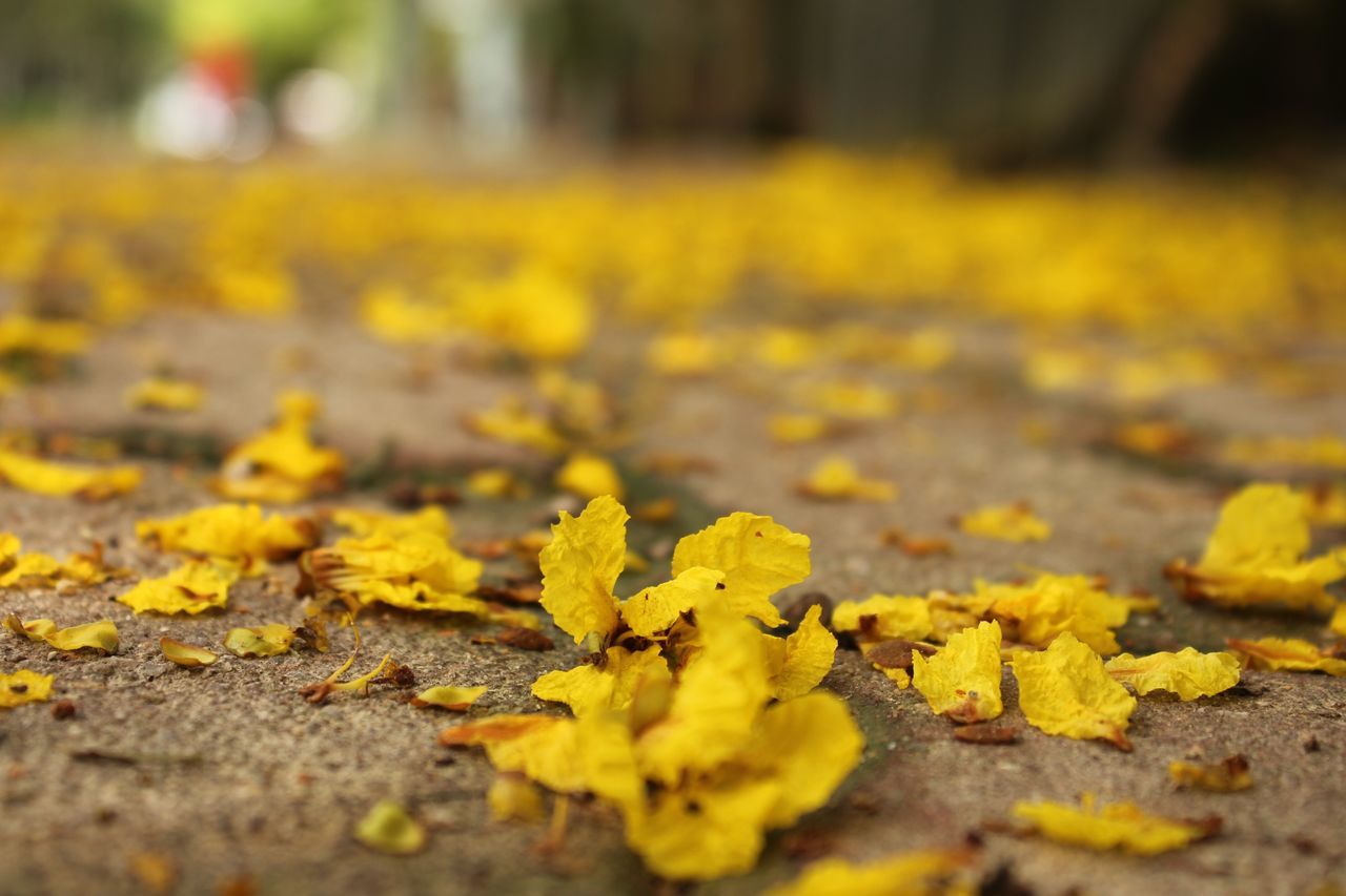 yellow, selective focus, no people, close-up, day, flower, falling, nature, flowering plant, plant, freshness, outdoors, street, beauty in nature, vulnerability, field, fragility, leaf, plant part, land, leaves, change, surface level, lichen