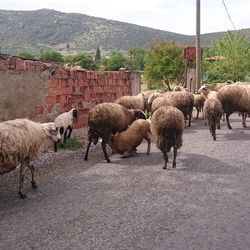 Sheep grazing on field