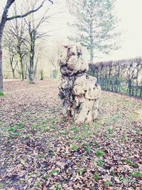 Bare trees in park