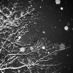 Full frame shot of bare tree