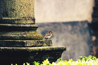 Close-up of bird perching on wall