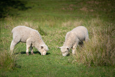 Sheep in a field