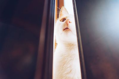 Close-up of cat looking through door