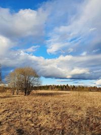 Scenic view of field against sky