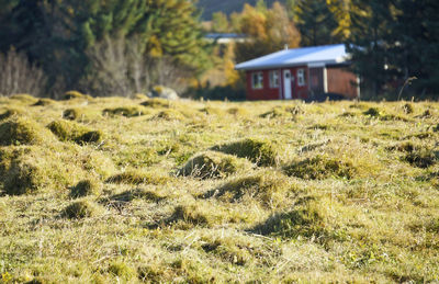 Scenic view of field against trees and houses