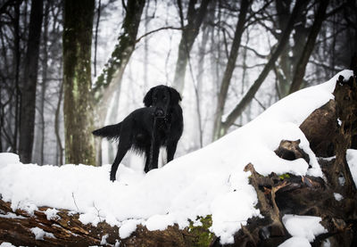 Dog on snow covered land