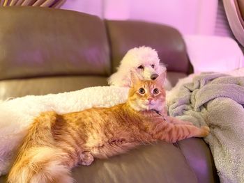 Cat lying on sofa at home