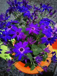 High angle view of purple flowering plant in pot