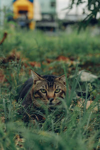 animal