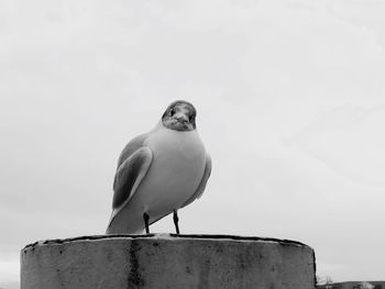 Low angle view of seagull perching on retaining wall against sky