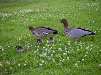 View of birds on grass