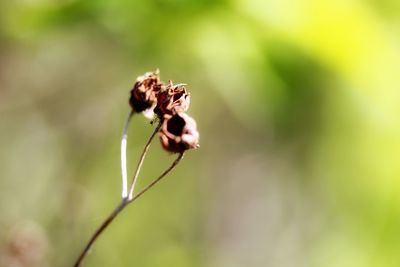 Close-up of insect on flower