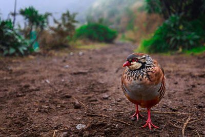 Close-up of a bird on ground