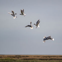 Seagulls flying against clear sky