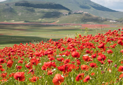 Red poppy flowers growing on field against mountain