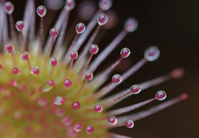 macro photography