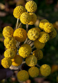 Close-up of yellow flowering plants