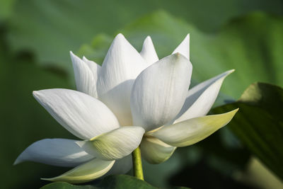 Close-up of white flowering plant