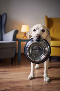 Hungry dog with sad eyes is waiting for feeding at home. cute labrador is holding bowl in his mouth.