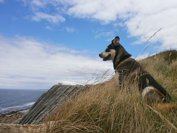 Horse on field by sea against sky