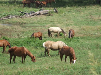 Horses grazing in north texas meadow