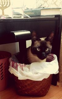 Portrait of cat in basket