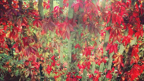 Full frame shot of red flowers hanging on tree