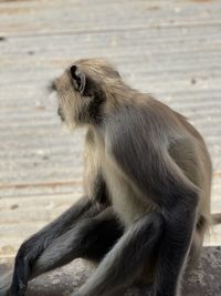 Close-up of an sitting looking away