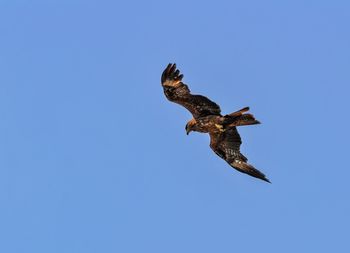 Low angle view of eagle flying in sky