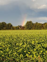 Scenic view of field against sky