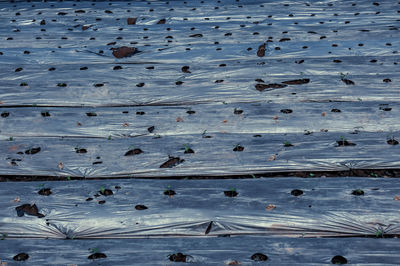 High angle view of plants and polythene on field