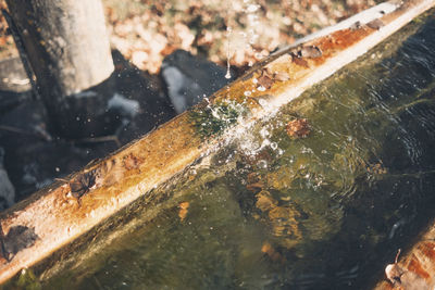 Close-up of water falling from tree trunk