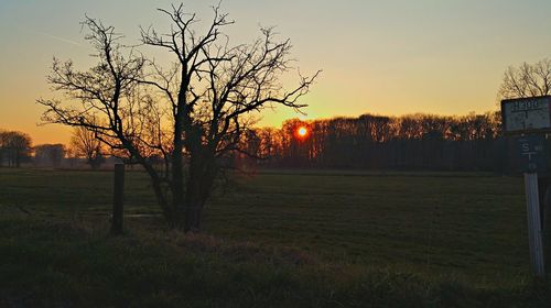 Bare trees on field at sunset