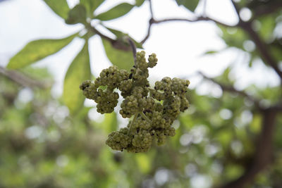 Close-up of tree branch