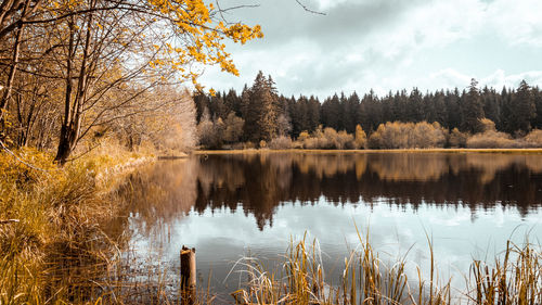 Scenic view of lake in forest against sky