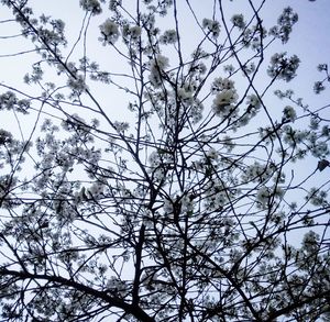 Low angle view of bare tree against sky