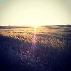 Scenic view of grassy field against sky at sunset