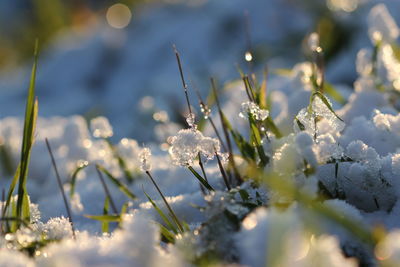 Close-up of frozen plant growing outdoors