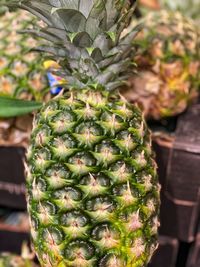 Close-up of succulent plant